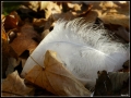 La plume